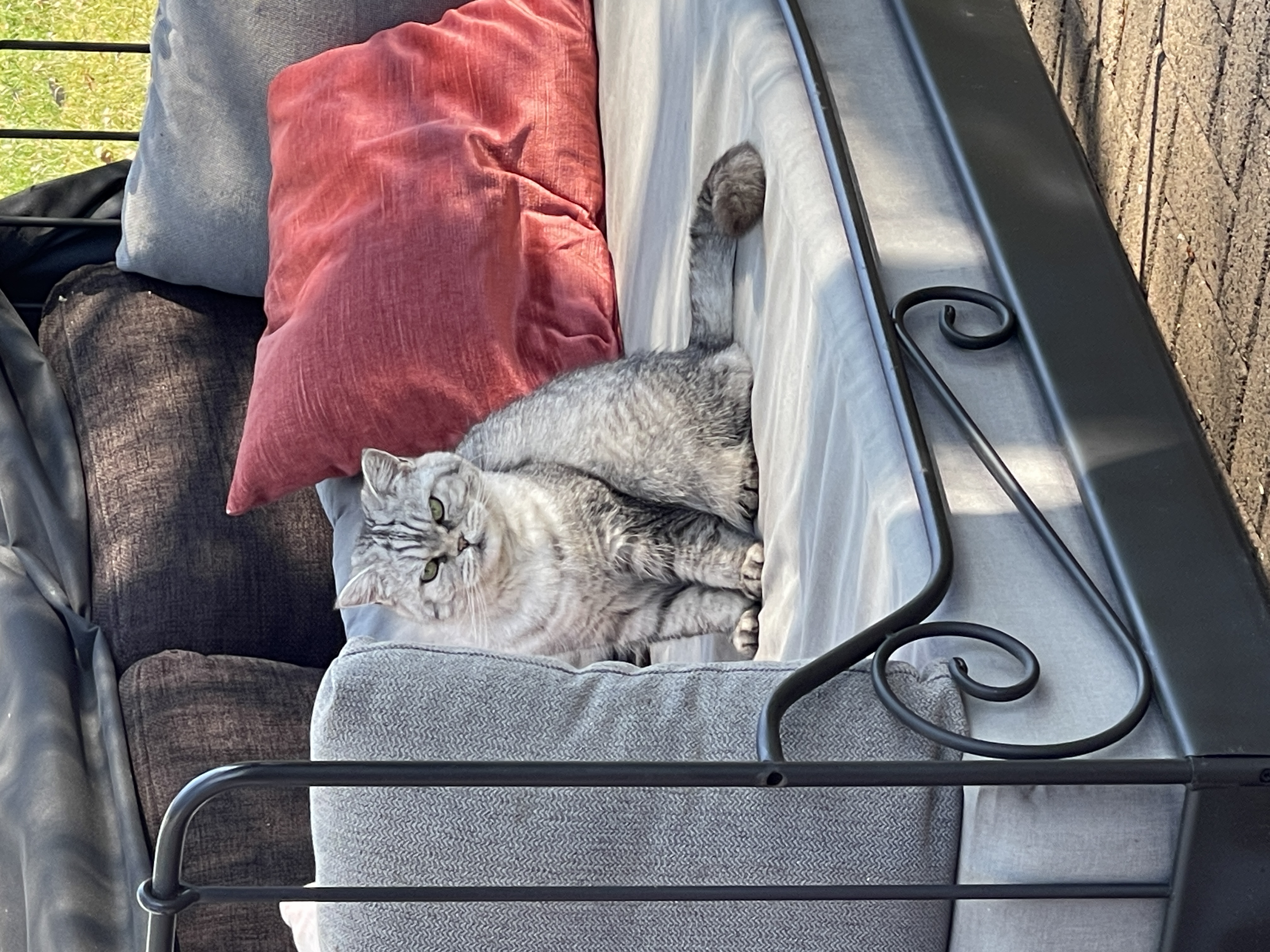 Katze Holly auf dem Gelände