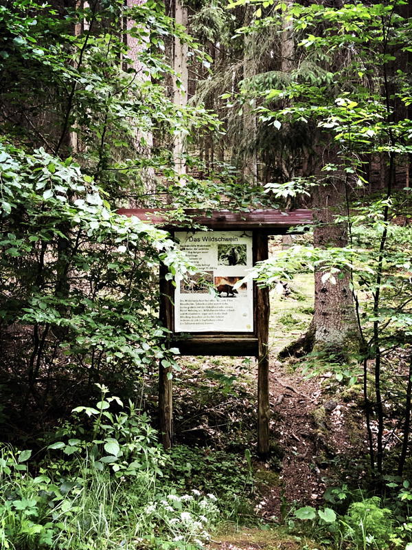 Wanderweg durch die Natur rund um die Ferienhäuser