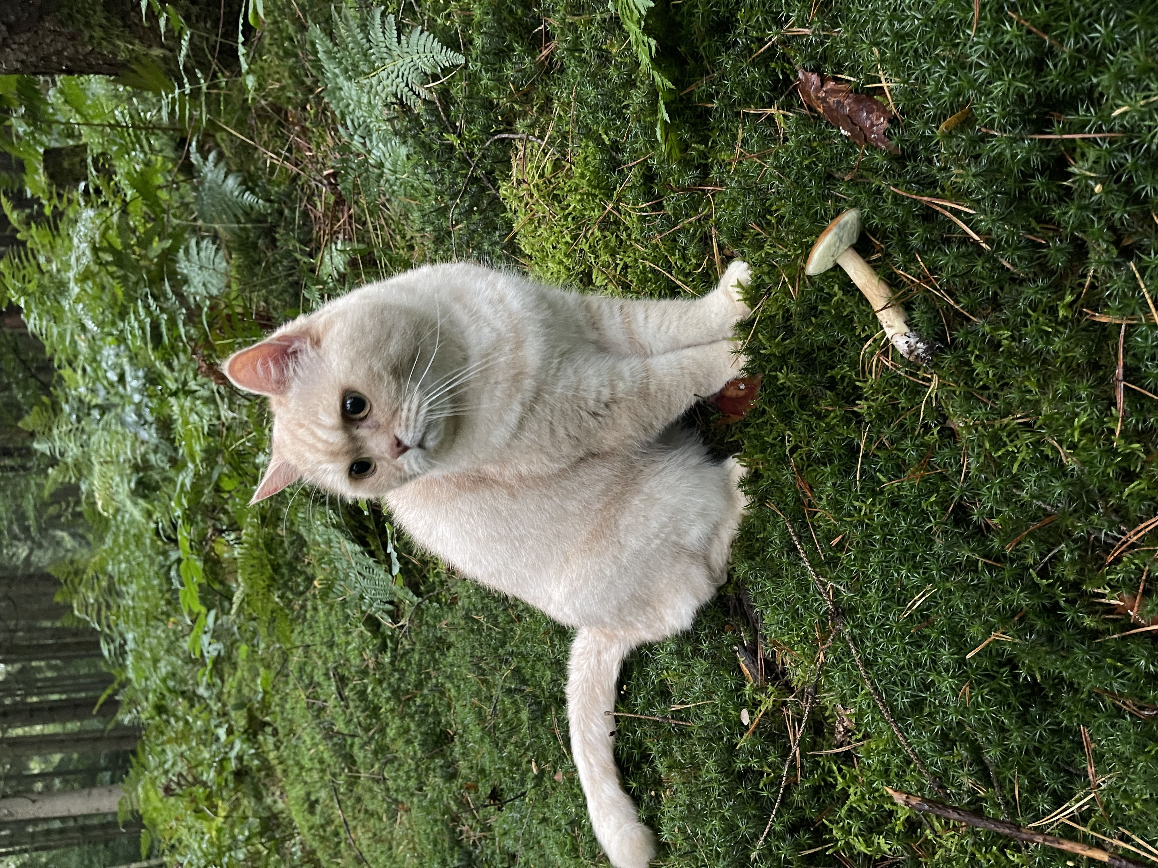 Hühner auf dem Gelände der Ferienhäuser
