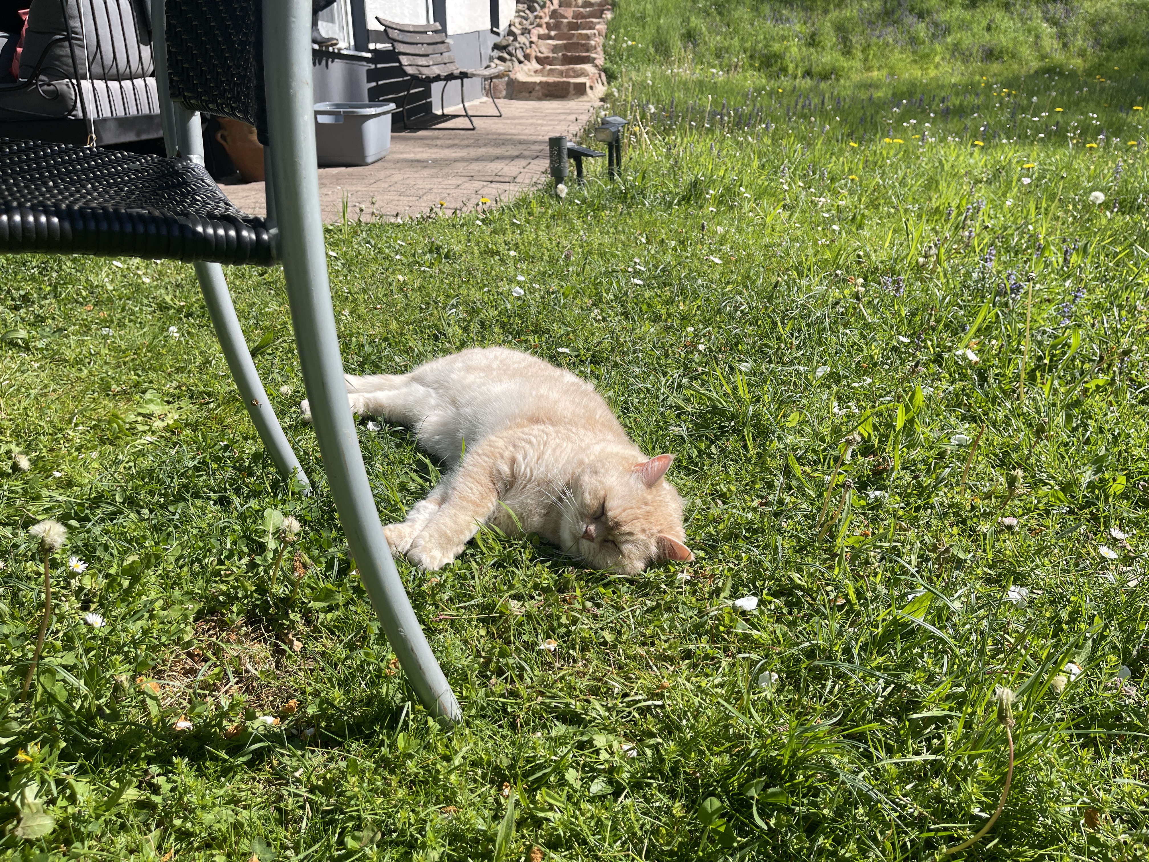 Katze Whiskey im Grünen